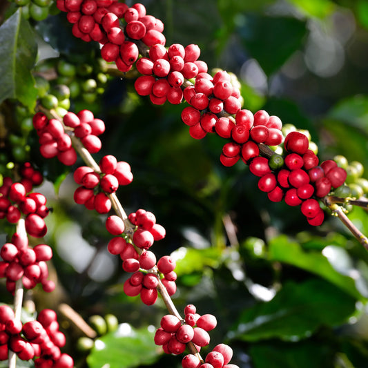 De la Finca a Tu Taza: El Viaje del Café Colombiano